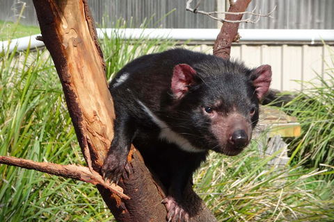6-Day Tasmania Small-Group Guided Tour With Gourmet Food - Accommodation Port Macquarie 1