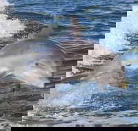 Noosa Oceanrider Scenic Dolphin Safari - Accommodation Port Macquarie