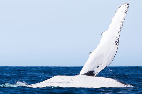 2-Hour Guided Whale Watching Tour At Noosa - Accommodation Port Macquarie 0