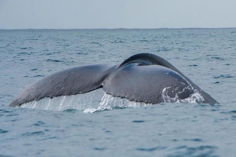 2-Hour Guided Whale Watching Tour At Noosa - Accommodation Port Macquarie 1