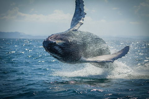 2-Hour Guided Whale Watching Tour At Noosa - Accommodation Port Macquarie 3