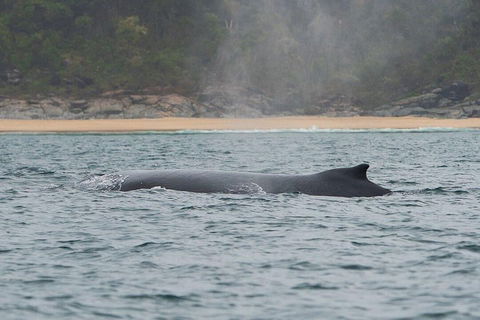 2-Hour Guided Whale Watching Tour At Noosa - Accommodation Port Macquarie 5