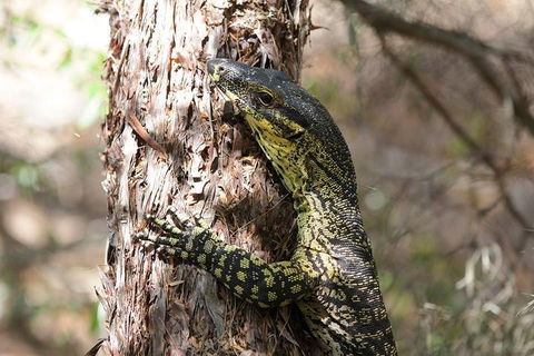 Byron Bay Hinterland Tour Including Rainforest Walk To Minyon Falls - Accommodation Port Macquarie 1