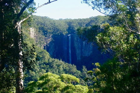 Byron Bay Hinterland Tour Including Rainforest Walk To Minyon Falls - Accommodation Port Macquarie 4