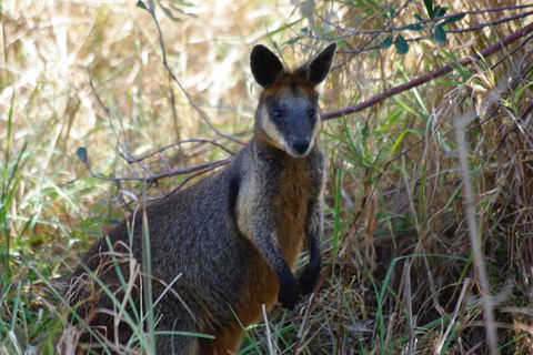 Byron Bay Combo: Hinterland Tour Including Minyon Falls And Kayaking With Dolphins - Accommodation Port Macquarie 2