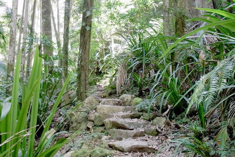 Byron Bay Combo: Hinterland Tour Including Minyon Falls And Kayaking With Dolphins - Accommodation Port Macquarie 5