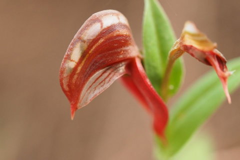 Wave Rock, Wild Flowers And Astro Photography - Accommodation Port Macquarie 2