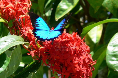 Daintree Rainforest, Cape Tribulation, Mossman Gorge Small-Group Day Tour - Accommodation Port Macquarie 2