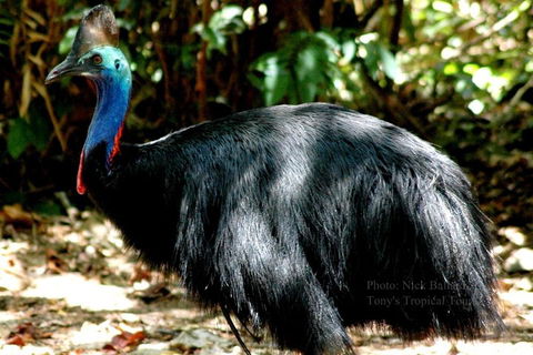 Daintree Rainforest, Cape Tribulation, Mossman Gorge Small-Group Day Tour - Accommodation Port Macquarie 3