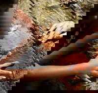Ngana Julaymba Dungay - Full Day - Accommodation Port Macquarie