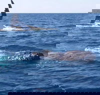 Noosa Whale Watching - Accommodation Port Macquarie