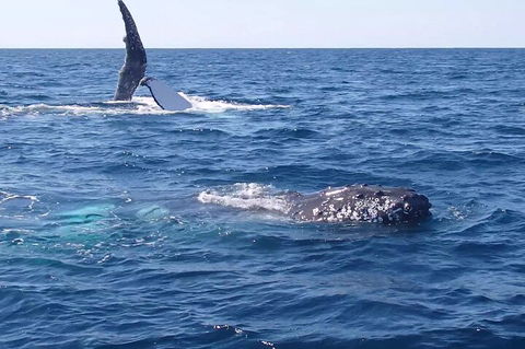 Noosa Whale Watching - Accommodation Port Macquarie 0