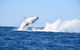 Noosa Whale Watching - thumb 1