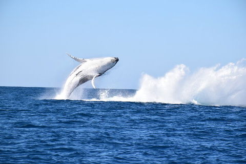 Noosa Whale Watching - Accommodation Port Macquarie 1