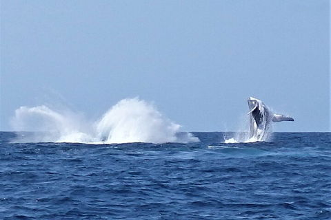Noosa Whale Watching - Accommodation Port Macquarie 2