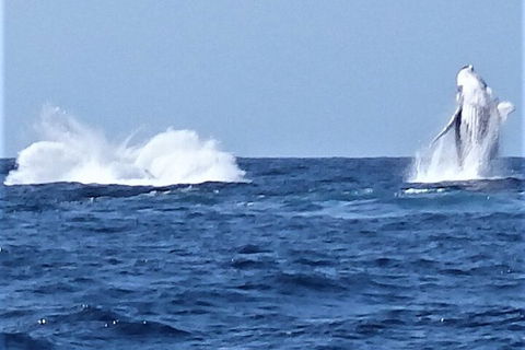 Noosa Whale Watching - Accommodation Port Macquarie 3