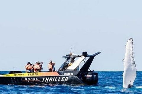 Noosa Whale Watching - Accommodation Port Macquarie 4