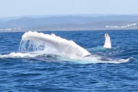 Noosa Whale Watching - Accommodation Port Macquarie 5