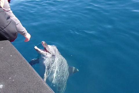 Noosa Wild Dolphin Safari - Accommodation Port Macquarie 0