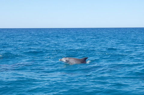 Noosa Wild Dolphin Safari - Accommodation Port Macquarie 1