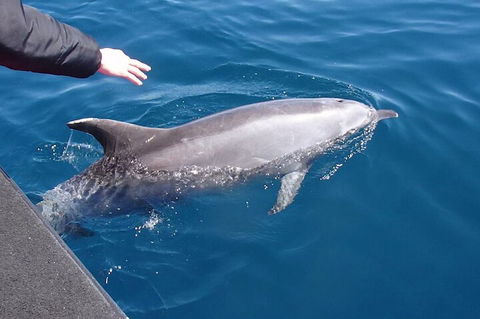 Noosa Wild Dolphin Safari - Accommodation Port Macquarie 2