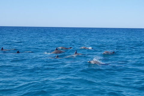 Noosa Wild Dolphin Safari - Accommodation Port Macquarie 3