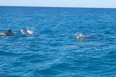 Noosa Wild Dolphin Safari - Accommodation Port Macquarie 4