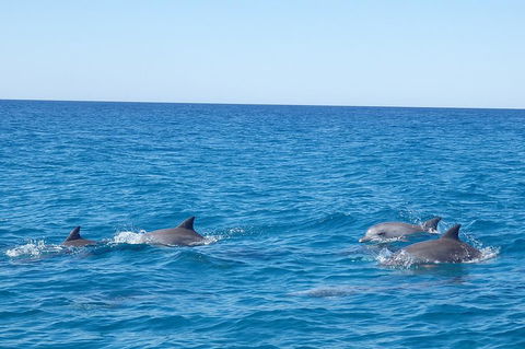 Noosa Wild Dolphin Safari - Accommodation Port Macquarie 5