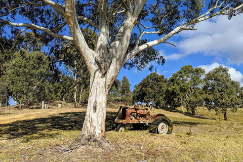 Blue Mountains Private Tour - Wild Kangaroos, Waterfalls And The Three Sisters - Accommodation Port Macquarie 1