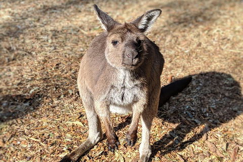 Blue Mountains Private Tour - Wild Kangaroos, Waterfalls And The Three Sisters - Accommodation Port Macquarie 2