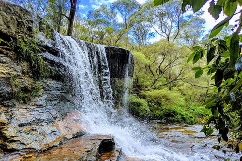 Blue Mountains Private Tour - Wild Kangaroos, Waterfalls And The Three Sisters - Accommodation Port Macquarie 5