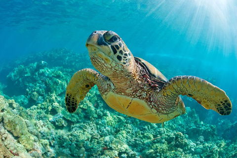 All Inclusive Tangalooma Wrecks Cruise Tour From Gold Coast - Accommodation Port Macquarie 4