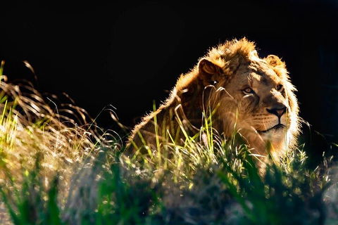 Sydney Taronga Zoo General Entry Ticket - Accommodation Port Macquarie 0