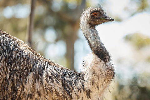 Sydney Taronga Zoo General Entry Ticket - Accommodation Port Macquarie 4