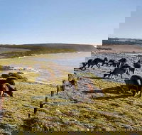 Kangaroo Island Personal Group Tours - Accommodation Port Macquarie