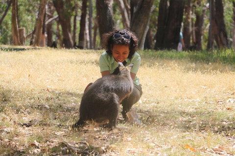 Cleland Wildlife Park Tour From Adelaide Including Mount Lofty Summit - Accommodation Port Macquarie 1