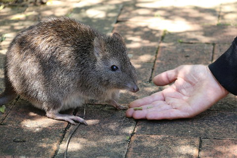 Cleland Wildlife Park Tour From Adelaide Including Mount Lofty Summit - Accommodation Port Macquarie 2
