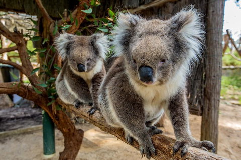 Cleland Wildlife Park Tour From Adelaide Including Mount Lofty Summit - Accommodation Port Macquarie 3