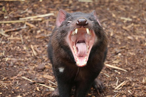 Cleland Wildlife Park Tour From Adelaide Including Mount Lofty Summit - Accommodation Port Macquarie 4