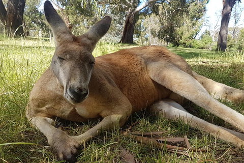 Cleland Wildlife Park Tour From Adelaide Including Mount Lofty Summit - Accommodation Port Macquarie 5
