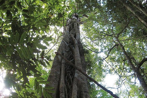 Natural Bridge Glow Worm Night Tour From Gold Coast - Accommodation Port Macquarie 1
