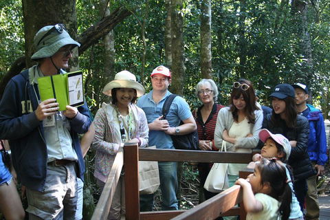 Natural Bridge Glow Worm Night Tour From Gold Coast - Accommodation Port Macquarie 4