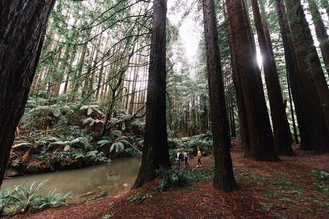 LGBT+ Friendly 3 Day Private Tour Great Ocean Road & Phillip Island - Accommodation Port Macquarie 2