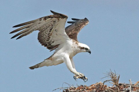 Shipwreck Special Nature Tour/Half Day Tour - Accommodation Port Macquarie 4