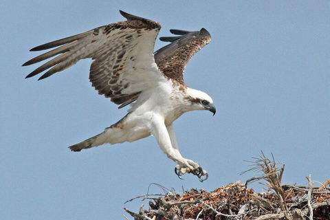 Pink Lake + Abrolhos Islands Nature Tour - Accommodation Port Macquarie 3