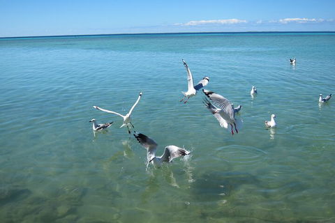 Pink Lake + Abrolhos Islands Nature Tour - Accommodation Port Macquarie 5