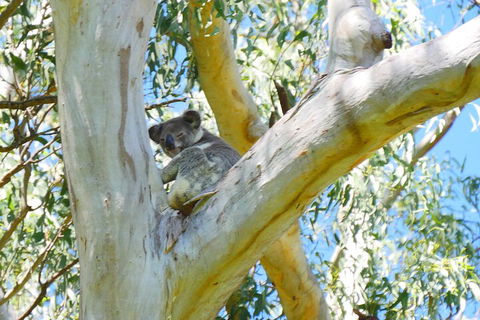 Best Of Moreton Bay Cruise - Accommodation Port Macquarie 2
