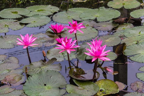 Kakadu, Nourlangie And Yellow Waters Tour From Darwin - Accommodation Port Macquarie 1