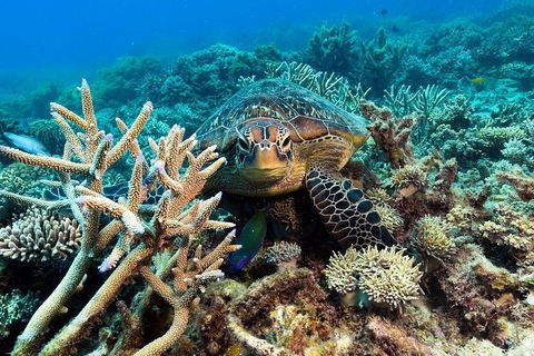 Great Barrier Reef Day Cruise From Cairns Including Snorkeling And Marine Biologist Presentation - Accommodation Port Macquarie 4