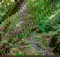 Private Daintree Mossman Gorge Exclusive Nature and Wildlife Focus - Accommodation Port Macquarie